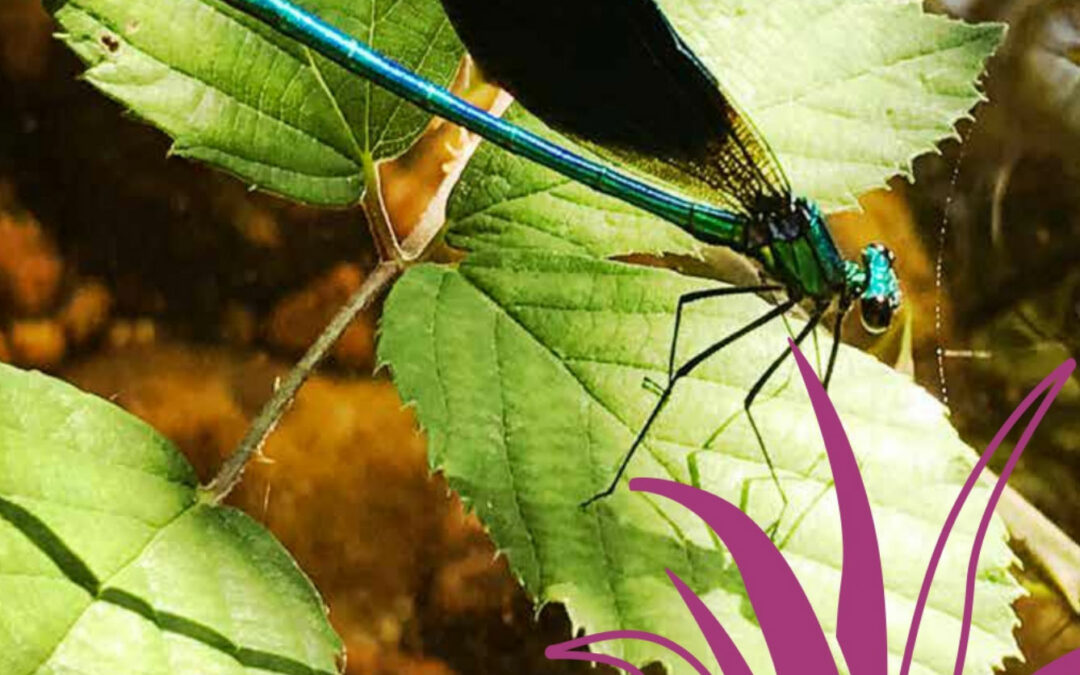 Arrêté préfectoral dans le cadre de l’atlas de la biodiversité communale