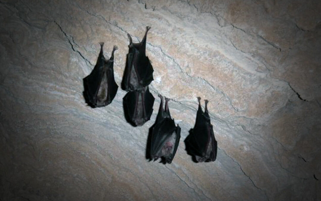 Sortie nature « nuit de la chauve-souris »